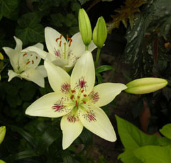 Fig.25, Japanese lilies